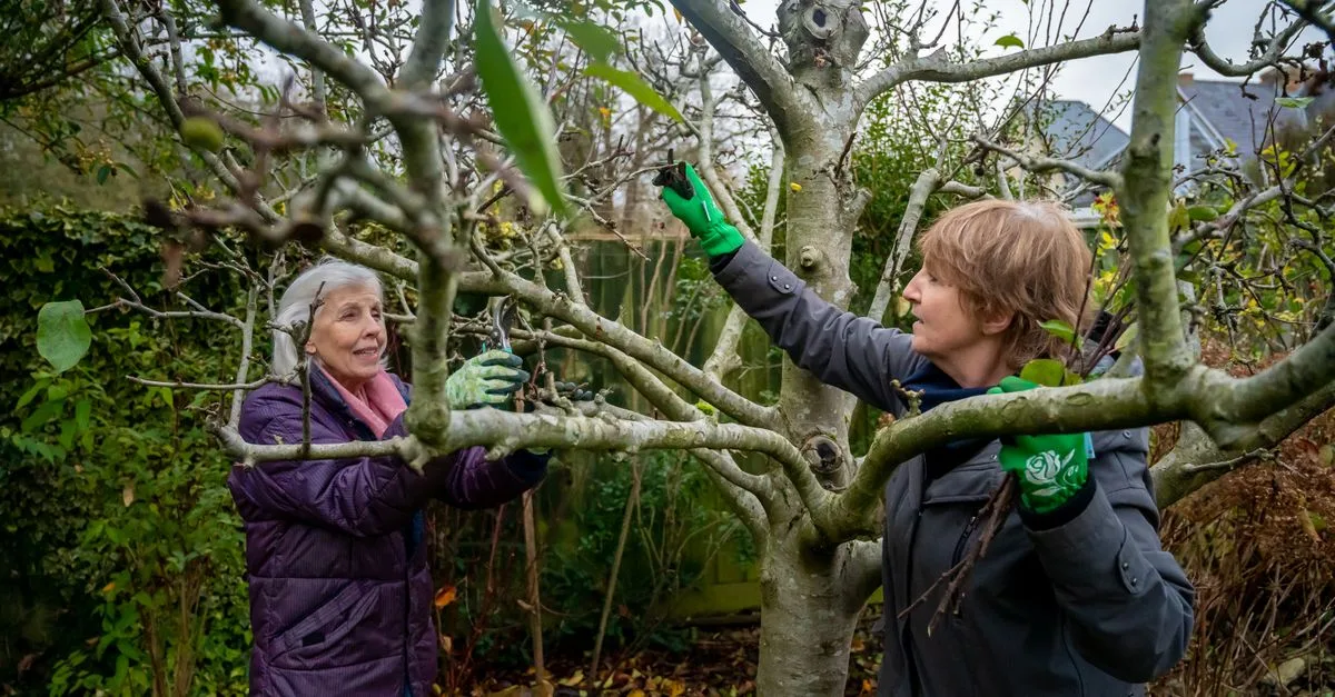 découvrez les meilleures techniques d'élagage pour entretenir vos arbres et arbustes, favoriser leur croissance et améliorer la santé de votre jardin.